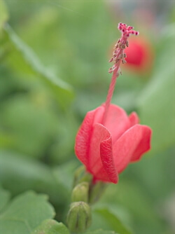 blühende Beerenmalve (Malvaviscus arboreus)