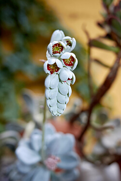 Pachyphytum oviferum, Moonstones - Blütenstände