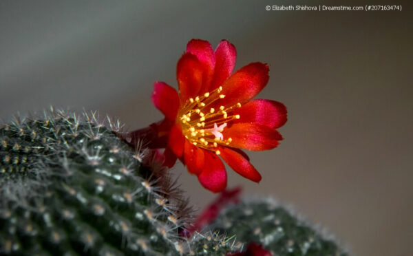 Rebutia – farbenprächtige Kakteenblüten