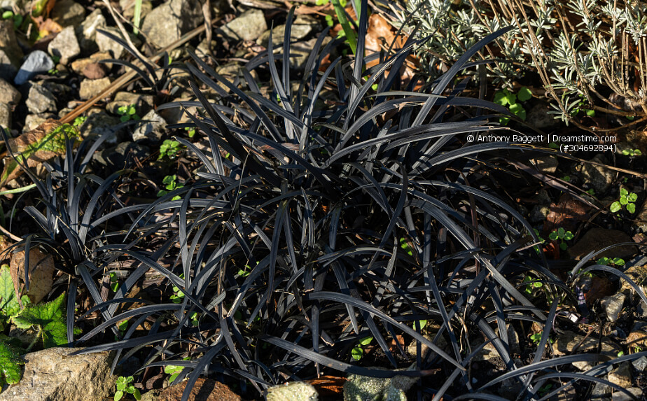 Schlangenbart (Ophiopogon)