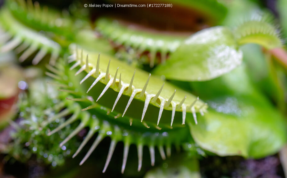 Venusfliegenfalle (Dionaea muscipula)