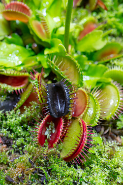 Venusfliegenfalle (Dionaea muscipula)